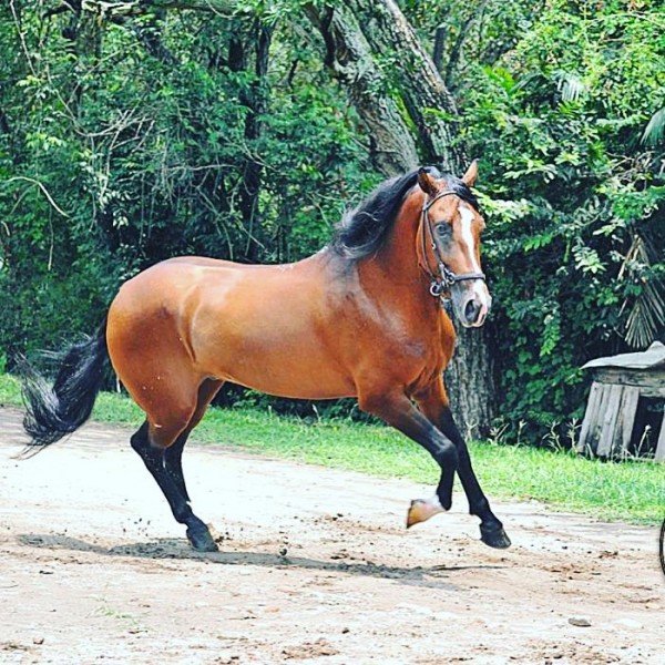 https://www.suscaballos.com/VÍDEO: Criadero Renacer de San Juanito Presenta A su Reprodcutor Don José De Rancho San Juanito