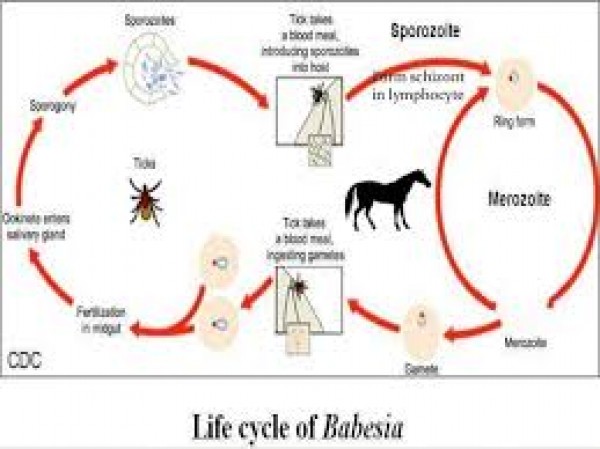 https://www.suscaballos.com/EL CABALLO CON PIROPLASMOSIS