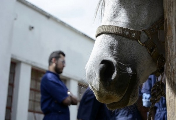 https://www.suscaballos.com/Evitar cabalgatas mitigaría propagación de influenza equina