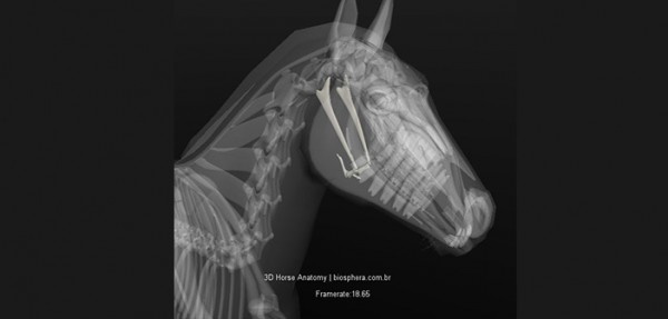 https://www.suscaballos.com/El Aparato Hioideo: una lengua relajada para un caballo conectado
