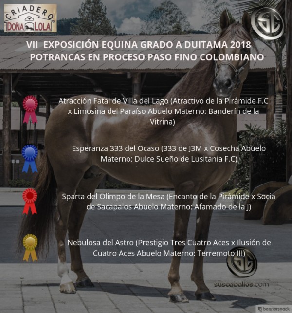 https://www.suscaballos.com/VÍDEO: Atracción Mejor, Esperanza 1p, Potrancas Paso Fino Colombiano, Duitama