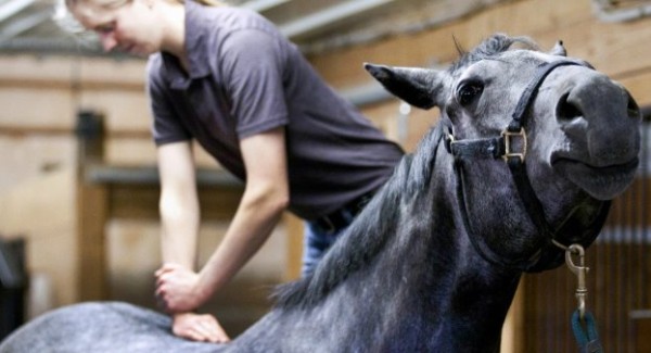 https://www.suscaballos.com/La quiropráctica moderna aplicada al caballo