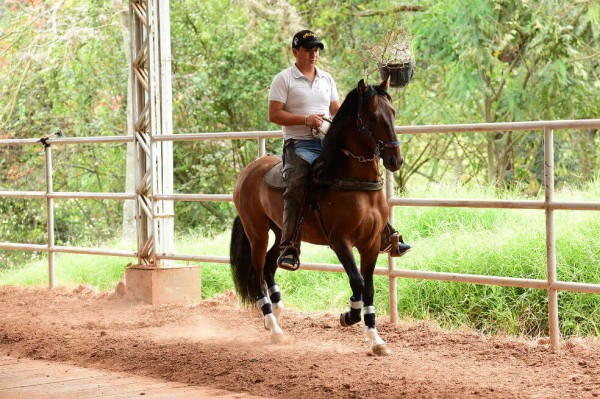 https://www.suscaballos.com/Colombia tiene 2 (y no una) especies de caballo criollo, revela estudio genético