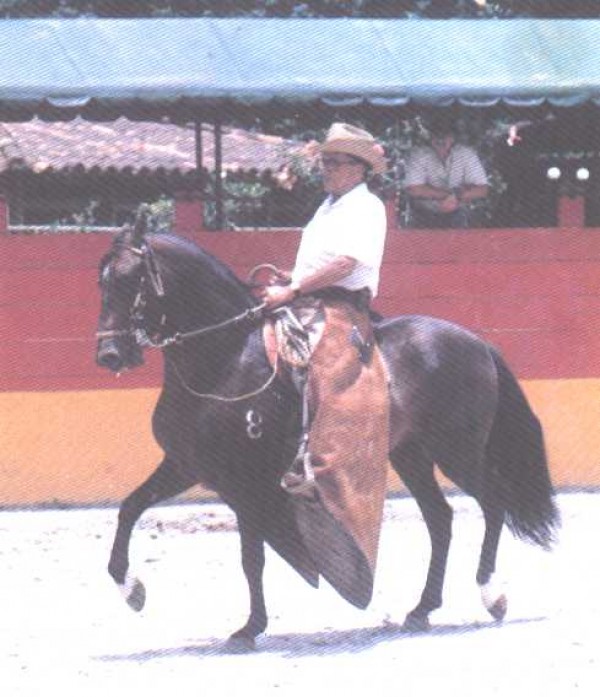 https://www.suscaballos.com/RETORNO, gran padre, gran abuelo y muy poco mencionado...