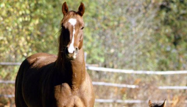 https://www.suscaballos.com/LA COMODIDAD DE LOS EQUINOS, VITAL PARA SU CUIDADO DURANTE EL ENCIERRO POR EL COVID-19