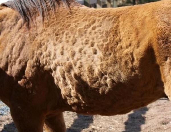 https://www.suscaballos.com/Sistema Inmunitario, ¿Cómo Aumentar Las Defensas Del Caballo?