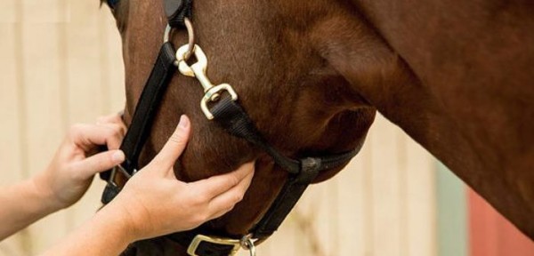 https://www.suscaballos.com/Las constantes vitales de un caballo sano y cómo medirlas