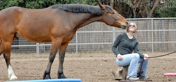 https://www.suscaballos.com/¿Porque se obtienen tan buenos resultados en las terapias con caballos?