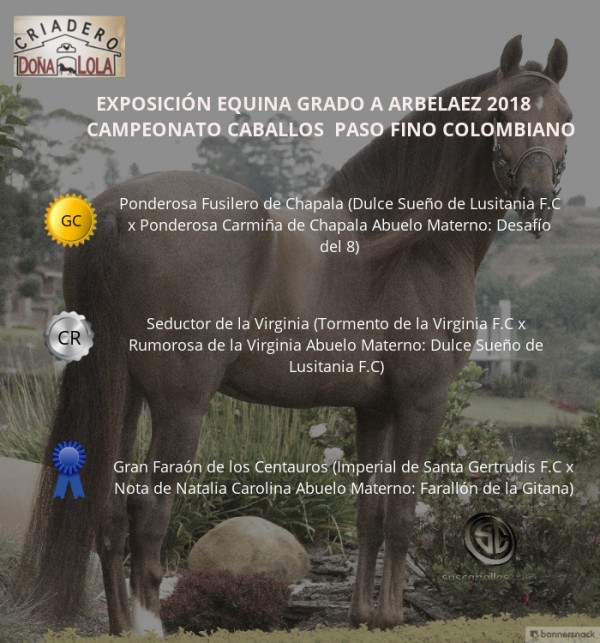 https://www.suscaballos.com/VÍDEO: Ponderosa Campeón, Seductor Reservado, Paso Fino Colombiano, Arbeláez