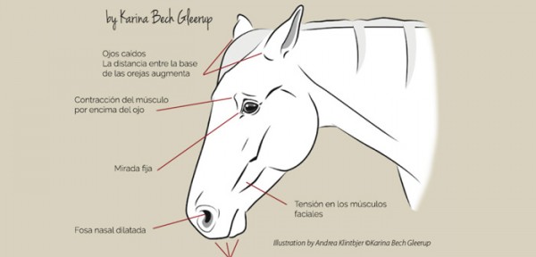 https://www.suscaballos.com/Identificar la expresión de dolor en un caballo