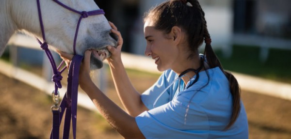 https://www.suscaballos.com/Las características dentarias de los caballos