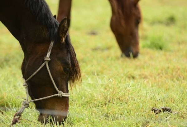 https://www.suscaballos.com/Estrés en caballos deportistas originaría úlceras gástricas