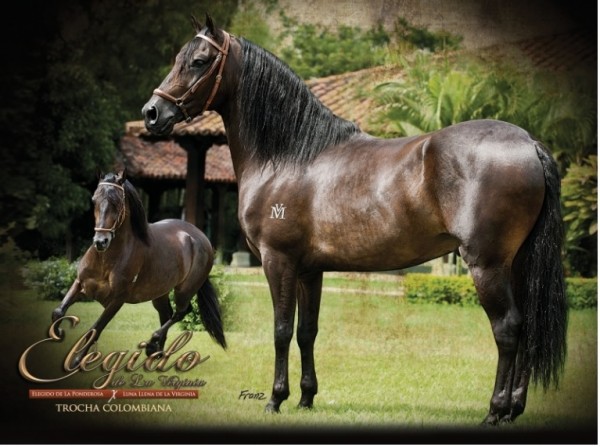 https://www.suscaballos.com/VÍDEO PROMOCIONAL:Elegido de la Virginia Reproductor Del Criadero La Fortaleza