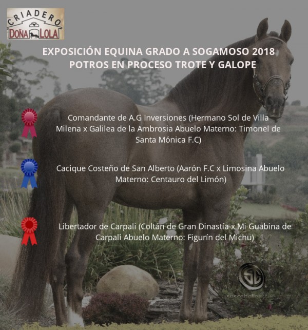 https://www.suscaballos.com/VÍDEO:Comandante Mejor, Cacique Costeño 1P, Potros Trote Y Galope, Sogamoso