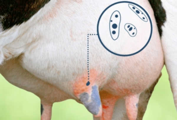 https://www.suscaballos.com/La mastitis estaría asociada a la pérdida temprana de gestación en vacas