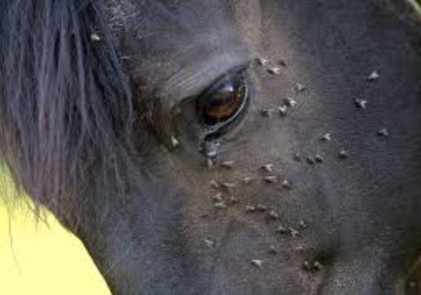https://www.suscaballos.com/Protección frente a los insectos