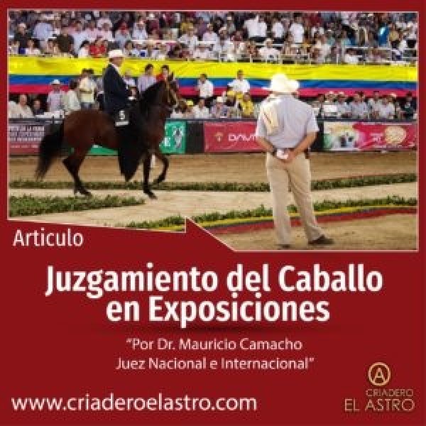 https://www.suscaballos.com/Juzgamiento del Caballo de Paso Fino en Exposiciones Equinas