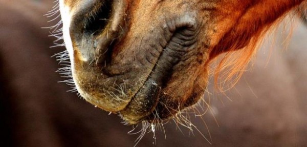 https://www.suscaballos.com/Francia prohíbe el recorte de los bigotes en competición