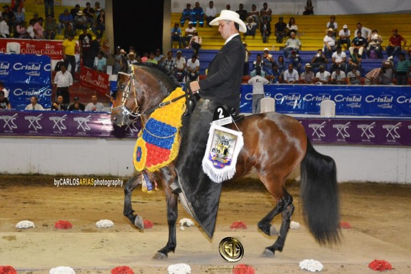 https://www.suscaballos.com/VÍDEO: Policarpa Hija de Aarón Gran Campeona, Trote Y Galope, Armenia 2018