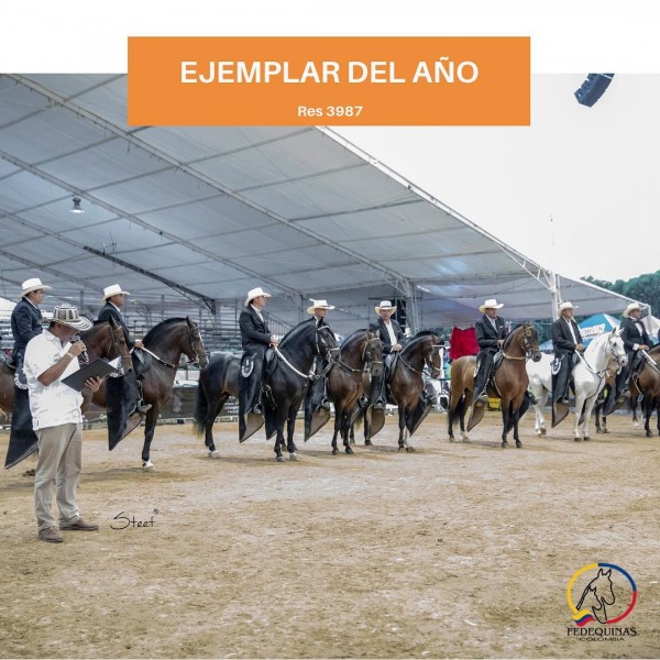 https://www.suscaballos.com/Requisitos Para Ser Ejemplar del Año