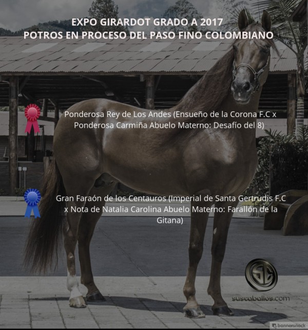 https://www.suscaballos.com/VÍDEO: Ponderosa Rey Mejor, Gran Faraón 1P, Potros Paso Fino, Expo Girardot 2017