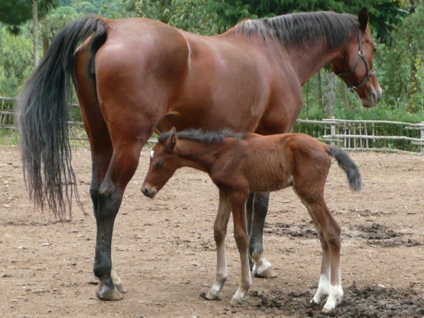 https://www.suscaballos.com/La Nutrición De La Madre Lactante