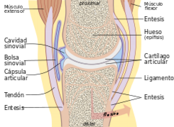https://www.suscaballos.com/¿Qué pasa cuando a mi caballo le han diagnosticado osteoartrosis o artrosis?