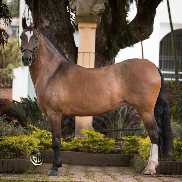 https://www.suscaballos.com/VÍDEO PROMOCIONAL HERMANA LUNA CAMPEONA MUNDIAL RESERVADA!!!
