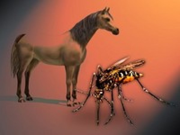 https://www.suscaballos.com/Remedios caseros anti-mosquitos para tu caballo