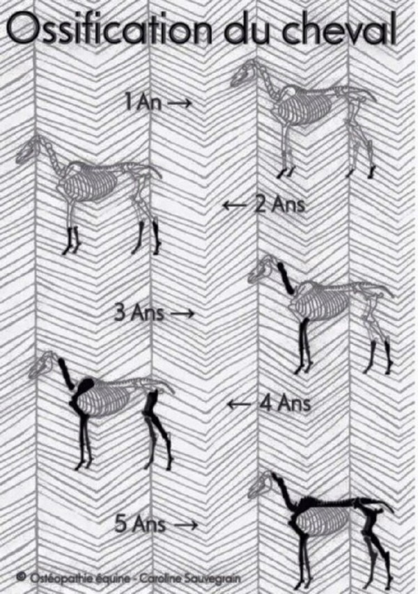https://www.suscaballos.com/La osificación del caballo no se completa hasta los 5 años