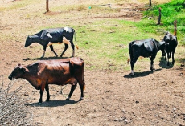 https://www.suscaballos.com/¿Cómo la deficiencia de nutrientes afecta la reproductividad bovina?
