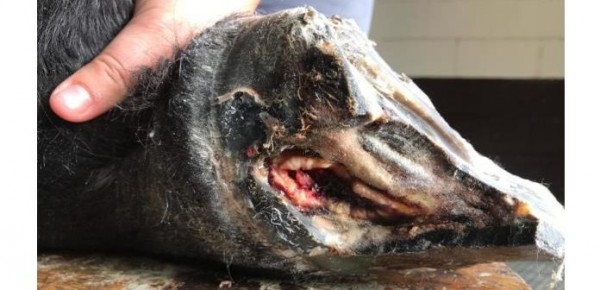 https://www.suscaballos.com/Abscesos en los cascos del caballo