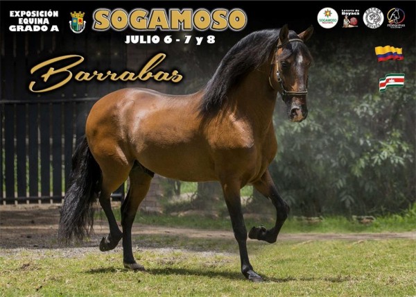 https://www.suscaballos.com/RESULTADOS Exposición Equina Grado A Sogamoso 2018 - TROTE  Y GALOPE