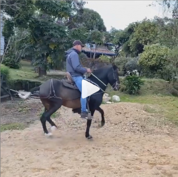 https://www.suscaballos.com/Video: Neptuno (Prodigio F.C xMilagrosa de N.M) @criaderolusitania_cl