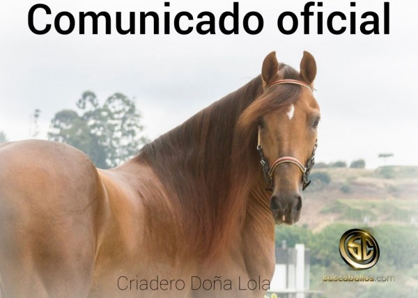 https://www.suscaballos.com/Comunicado Oficial Criadero Doña Lola