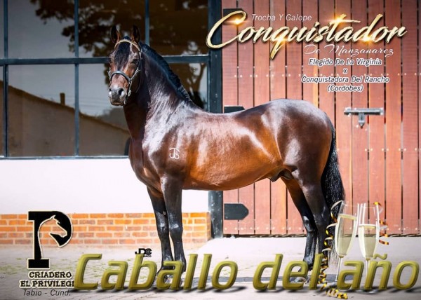 https://www.suscaballos.com/Conquistador de Manzanarez Caballo del Año, con 401 Puntos