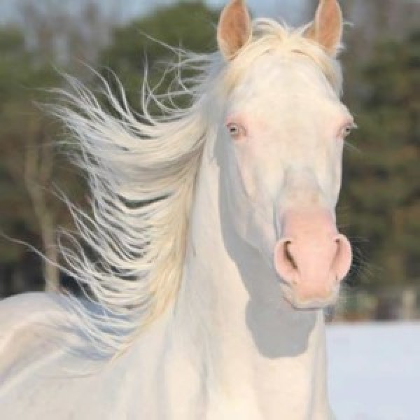 https://www.suscaballos.com/Los caballos albinos… ¿existen?