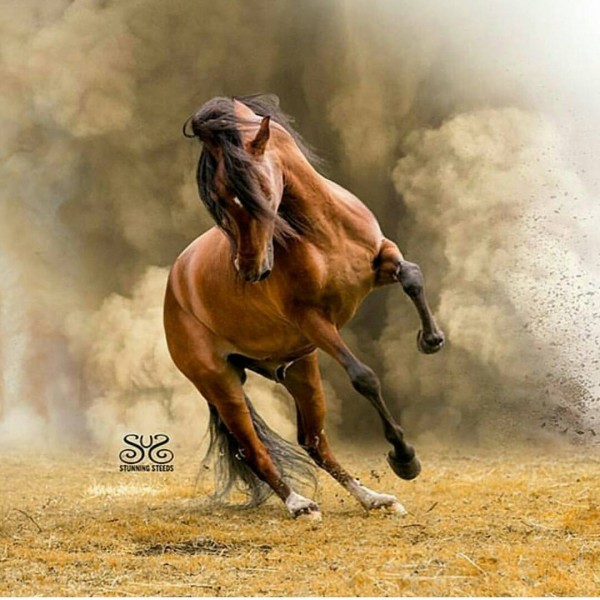 https://www.suscaballos.com/REY DE REYES caballo revelación de la mundial,estará presente en la COPA AMERICA