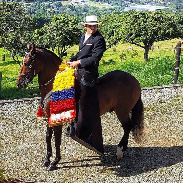 https://www.suscaballos.com/VÍDEO: Delirio Campeón, Destello Reservado, Trocha Y Galope, Bucaramanga 2017