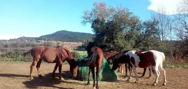 https://www.suscaballos.com/El “Slowfeeder” o Red de Alimentación Lenta