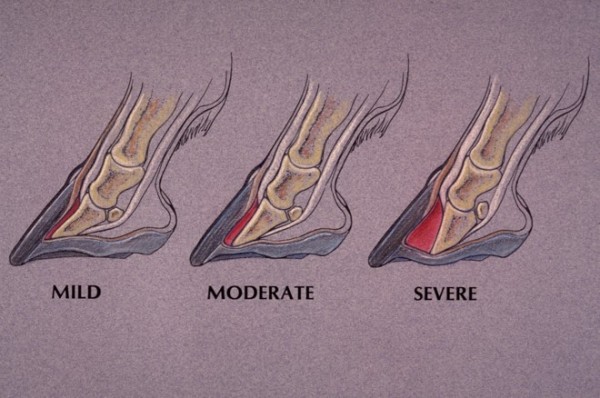 https://www.suscaballos.com/VÍDEO: Explicamos la Laminitis