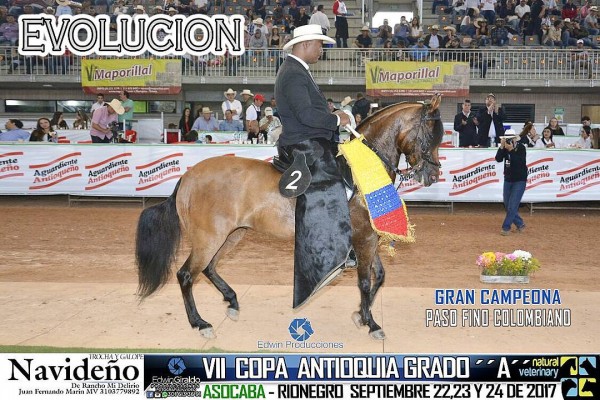 https://www.suscaballos.com/VÍDEO: Evolución Campeona, Emaus Reservada, Paso Fino, VII Copa Antioquia
