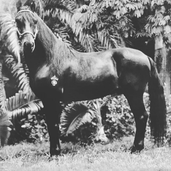 https://www.suscaballos.com/A Sus 30 Años Muere La Leyenda Viva del Paso Fino Colombiano: Patrimonio del 8