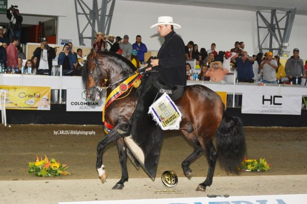 https://www.suscaballos.com/VÍDEO: Eros Campeón, Timbalero Reservado, Trocha Colombiana, Manizales 2018