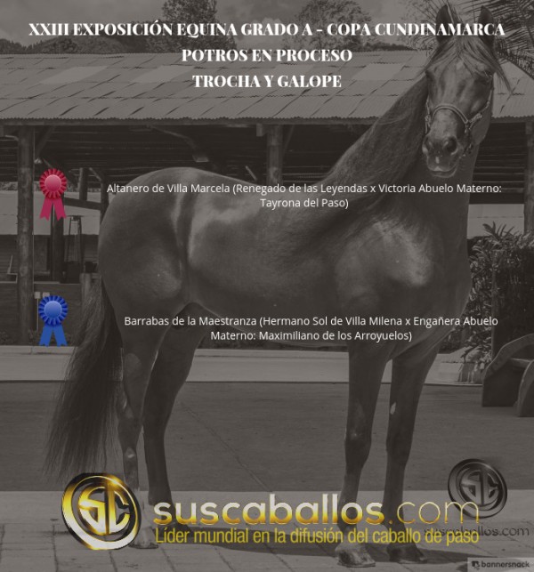 https://www.suscaballos.com/V&Iacute;DEO: Altanero Mejor, Barrabas 1P, Potros Trocha Y Galope, Copa Cundinamarca