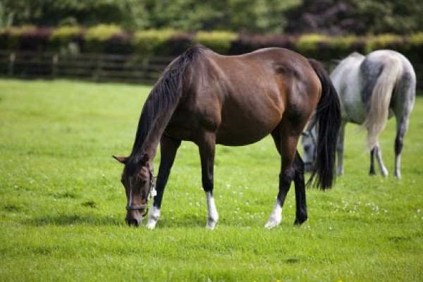 https://www.suscaballos.com/¿Cuantos Caballos Caben En Mi Prado?