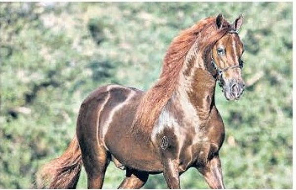 https://www.suscaballos.com/Productores de Equinos También Aportamos Al Desarrollo: Fedequinas
