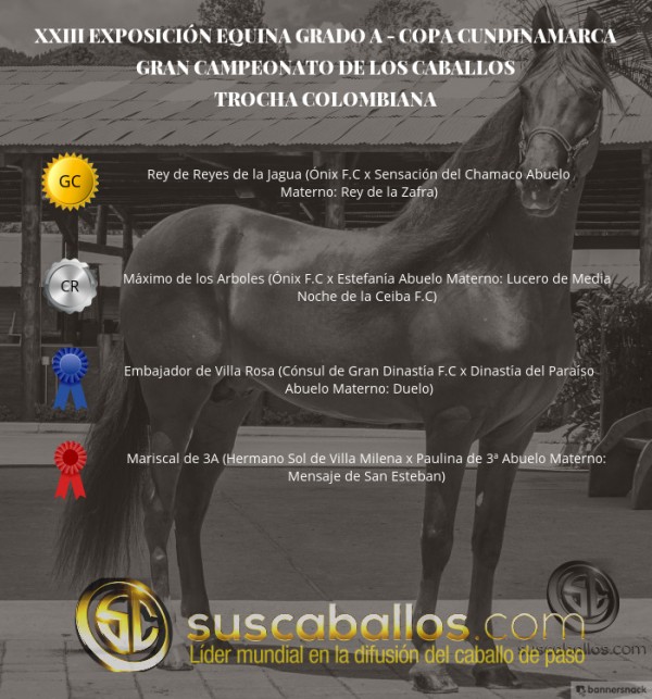 https://www.suscaballos.com/VÍDEO: Rey de Reyes Campeón, Máximo Reservado, Trocha -Copa Cundinamarca
