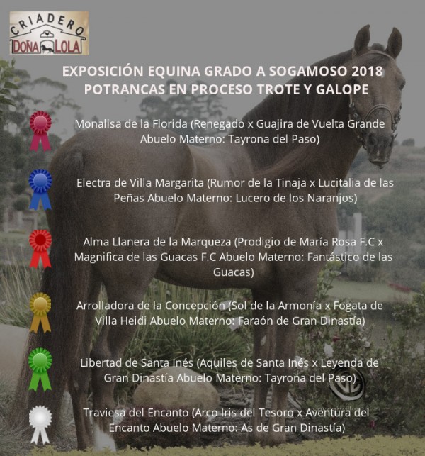 https://www.suscaballos.com/VÍDEO: Monalisa Mejor, Electra 1P, Potrancas Trote Y Galope, Sogamoso Grado A