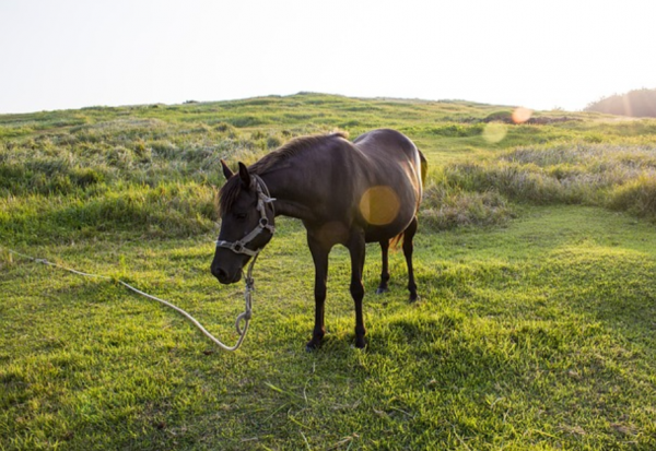 https://www.suscaballos.com/Consejos de doma: Dar cuerda al caballo